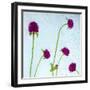 Flores Secas-Moises Levy-Framed Photographic Print