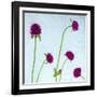 Flores Secas-Moises Levy-Framed Photographic Print