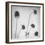 Flores Secas-Moises Levy-Framed Photographic Print