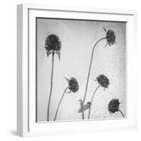 Flores Secas-Moises Levy-Framed Photographic Print