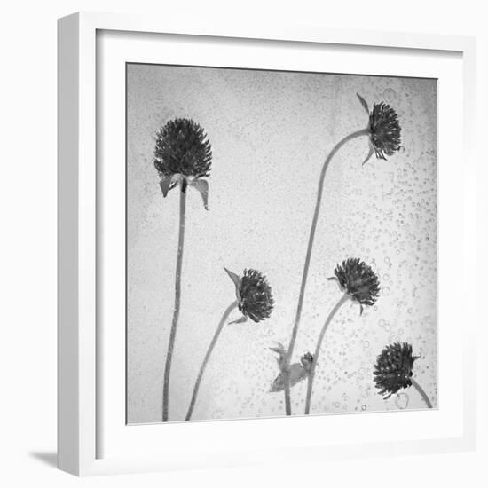 Flores Secas-Moises Levy-Framed Photographic Print