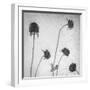 Flores Secas-Moises Levy-Framed Photographic Print