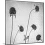 Flores Secas-Moises Levy-Mounted Photographic Print