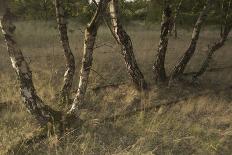 Birch (Betula Sp) Trees Growing Amongst Old Railway Sidings, Berlin, Germany, June-Florian Mã¶Llers-Stretched Canvas