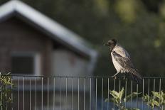 Hooded Crow (Corvus Cornix) Perched on a Garden Fence, Berlin, Germany, June-Florian Mã¶Llers-Framed Photographic Print