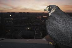 Hooded Crow (Corvus Cornix) Perched on a Garden Fence, Berlin, Germany, June-Florian Mã¶Llers-Mounted Photographic Print