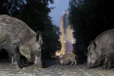 Wild Boar (Sus Scrofa) Sow-Florian Mallers-Framed Premium Photographic Print