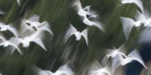 Six Common Cranes (Grus Grus) in Flight at Sunrise, Brandenburg, Germany, October 2008-Florian Möllers-Framed Photographic Print