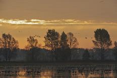 Six Common Cranes (Grus Grus) in Flight at Sunrise, Brandenburg, Germany, October 2008-Florian Möllers-Stretched Canvas