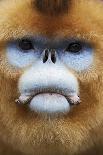 Golden Snub-Nosed Monkey (Rhinopithecus Roxellana Qinlingensis) Portrait-Florian Möllers-Photographic Print