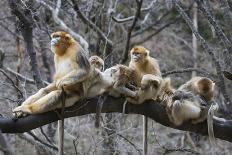 Quinling Golden Snub Nosed Monkey (Rhinopitecus Roxellana Qinligensis), Infant Sitting in a Tree-Florian Möllers-Photographic Print