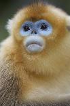 Quinling Golden Snub Nosed Monkey (Rhinopitecus Roxellana Qinligensis), Infant Sitting in a Tree-Florian Möllers-Photographic Print