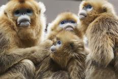 Quinling Golden Snub Nosed Monkey (Rhinopitecus Roxellana Qinligensis), Infant Sitting in a Tree-Florian Möllers-Photographic Print