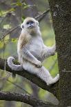 Quinling Golden Snub Nosed Monkey (Rhinopitecus Roxellana Qinligensis), Infant Sitting in a Tree-Florian Möllers-Photographic Print