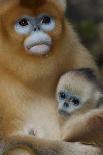 Golden Snub-Nosed Monkey (Rhinopithecus Roxellana Qinlingensis) Family Group-Florian Möllers-Stretched Canvas