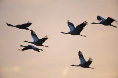 Six Common Cranes (Grus Grus) in Flight at Sunrise, Brandenburg, Germany, October 2008-Florian Möllers-Stretched Canvas