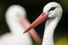 White Stork (Ciconia Ciconia) Adult Portrait, Captive, Vogelpark Marlow, Germany, May-Florian Möllers-Photographic Print