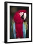 Florida. A captive Scarlet Macaw.-Charles Sleicher-Framed Photographic Print