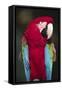 Florida. A captive Scarlet Macaw.-Charles Sleicher-Framed Stretched Canvas