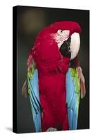 Florida. A captive Scarlet Macaw.-Charles Sleicher-Stretched Canvas