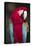 Florida. A captive Scarlet Macaw.-Charles Sleicher-Stretched Canvas