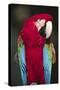 Florida. A captive Scarlet Macaw.-Charles Sleicher-Stretched Canvas