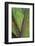 Florida, Agave Detail-Judith Zimmerman-Framed Photographic Print