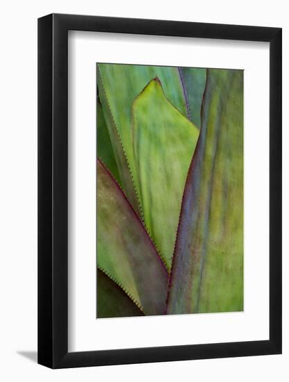 Florida, Agave Detail-Judith Zimmerman-Framed Photographic Print