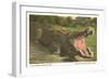 Florida Alligator, Myakka River State Park-null-Framed Art Print