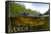 Florida - Alligator Underwater-Lantern Press-Framed Stretched Canvas