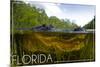 Florida - Alligator Underwater-Lantern Press-Mounted Art Print