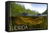 Florida - Alligator Underwater-Lantern Press-Framed Stretched Canvas