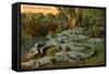 Florida Alligators-null-Framed Stretched Canvas