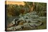 Florida Alligators-null-Stretched Canvas