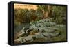 Florida Alligators-null-Framed Stretched Canvas