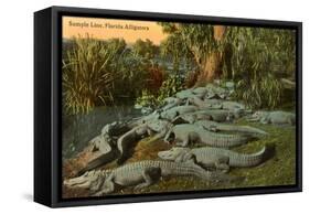 Florida Alligators-null-Framed Stretched Canvas
