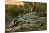 Florida Alligators-null-Mounted Art Print