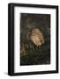 Florida Burrowing Owl (Athene Cunicularia Floridana) Near Burrow, Cape Coral-Lynn M^ Stone-Framed Photographic Print