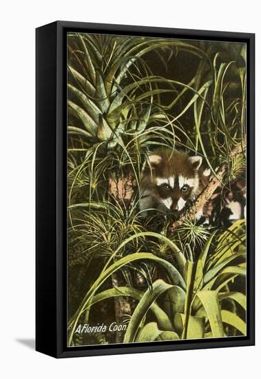 Florida Coon, Pineapples-null-Framed Stretched Canvas