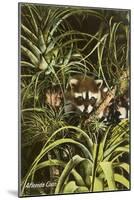 Florida Coon, Pineapples-null-Mounted Art Print