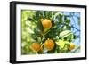 Florida, Detail of Orange Tree-Lisa S^ Engelbrecht-Framed Photographic Print