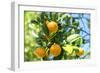 Florida, Detail of Orange Tree-Lisa S^ Engelbrecht-Framed Photographic Print