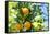 Florida, Detail of Orange Tree-Lisa S^ Engelbrecht-Framed Stretched Canvas