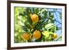 Florida, Detail of Orange Tree-Lisa S^ Engelbrecht-Framed Photographic Print