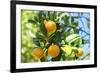 Florida, Detail of Orange Tree-Lisa S^ Engelbrecht-Framed Photographic Print