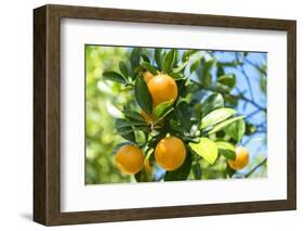 Florida, Detail of Orange Tree-Lisa S^ Engelbrecht-Framed Photographic Print