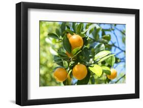 Florida, Detail of Orange Tree-Lisa S^ Engelbrecht-Framed Photographic Print