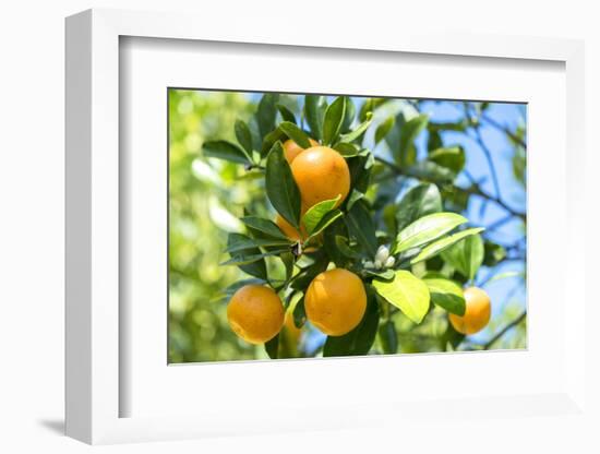 Florida, Detail of Orange Tree-Lisa S^ Engelbrecht-Framed Photographic Print