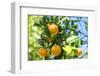 Florida, Detail of Orange Tree-Lisa S^ Engelbrecht-Framed Photographic Print