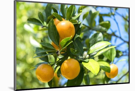 Florida, Detail of Orange Tree-Lisa S^ Engelbrecht-Mounted Photographic Print